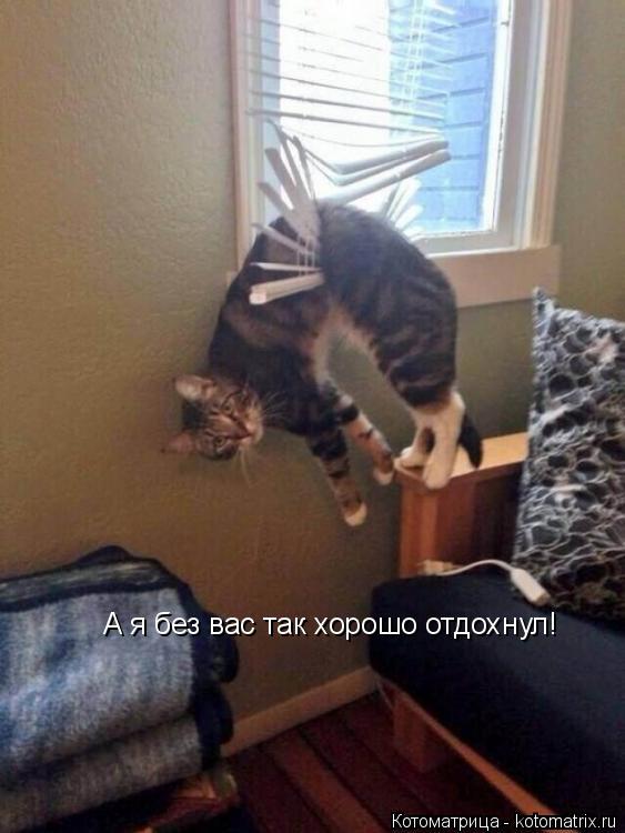 А я без вас так хорошо отдохнул!... Котоматрица: А я без вас так хорошо отдохнул!