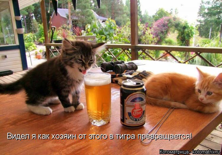 Видел я как хозяин от этого в тигра превращается!... Котоматрица: Видел я как хозяин от этого в тигра превращается!