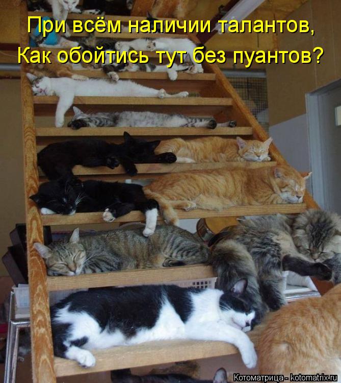 При всём наличии талантов, Как обойтись тут без пуантов?... Котоматрица: При всём наличии талантов, Как обойтись тут без пуантов?