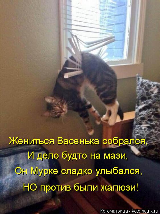 Жениться Васенька собрался, И дело будто на мази, Он Мурке сладко улыбался, НО против были жалюзи!... Котоматрица: Жениться Васенька собрался, И дело будто на мази, Он Мурке сладко улыбался, НО против были жалюзи!