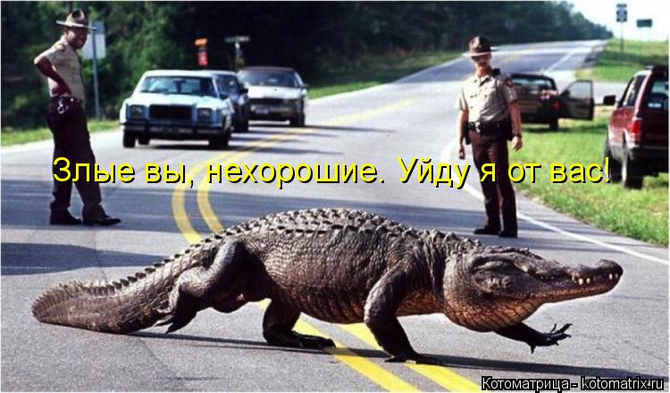 Злые вы, нехорошие. Уйду я от вас!... Котоматрица: Злые вы, нехорошие. Уйду я от вас!