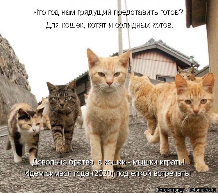 Идем символ года (2020) под елкой встречать! Что год нам грядущий представить готов? Довольно братва ... Котоматрица: Идем символ года (2020) под елкой встречать! Что год нам грядущий представить готов? Довольно братва в кошки - мышки играть! Для кошек, котят и ?