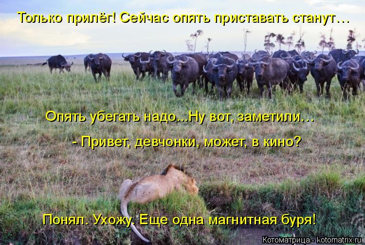 Только прилёг! Сейчас опять приставать станут… - Привет, девчонки, может, в кино? Понял. Ухожу. Еще ... Котоматрица: Только прилёг! Сейчас опять приставать станут… - Привет, девчонки, может, в кино? Понял. Ухожу. Еще одна магнитная буря! Опять убегать надо...?