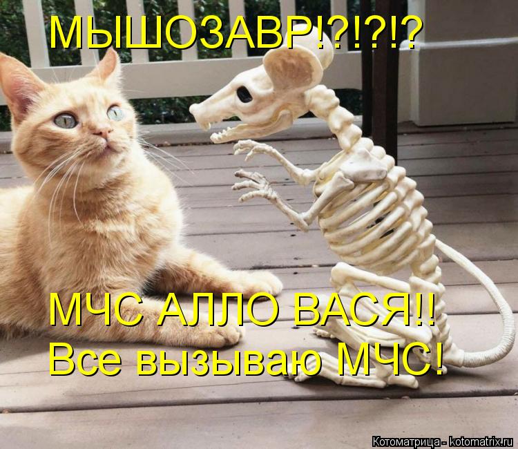МЫШОЗАВР!?!?!? Все вызываю МЧС! МЧС АЛЛО ВАСЯ!!... Котоматрица: МЫШОЗАВР!?!?!? Все вызываю МЧС! МЧС АЛЛО ВАСЯ!!