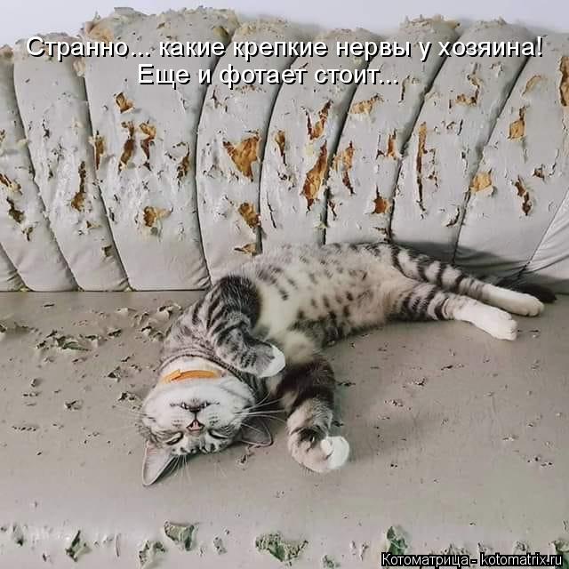 Странно... какие крепкие нервы у хозяина! Еще и фотает стоит...... Котоматрица: Странно... какие крепкие нервы у хозяина! Еще и фотает стоит...