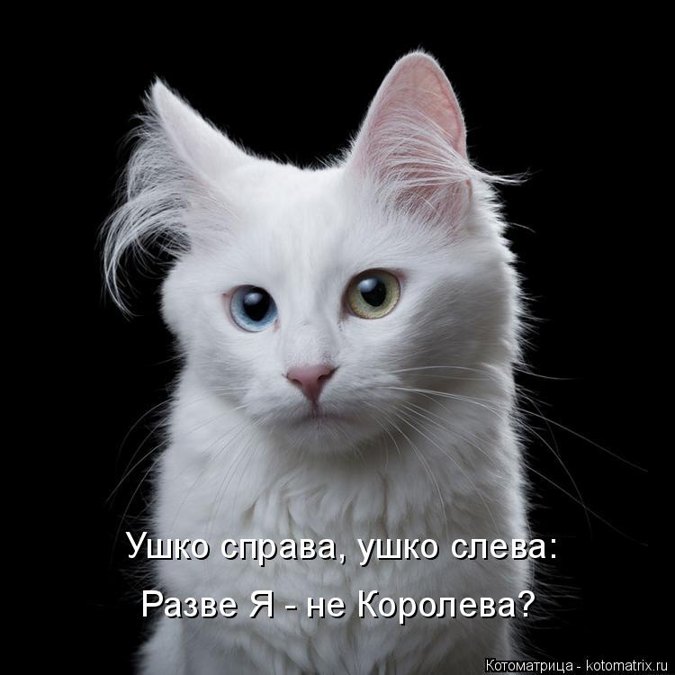 Ушко справа, ушко слева: Разве Я - не Королева?... Котоматрица: Ушко справа, ушко слева: Разве Я - не Королева?