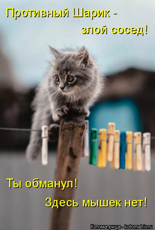 Противный Шарик - злой сосед! Ты обманул! Здесь мышек нет!... Котоматрица: Противный Шарик - злой сосед! Ты обманул! Здесь мышек нет!