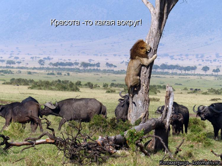 Красота -то какая вокруг!... Котоматрица: Красота -то какая вокруг!
