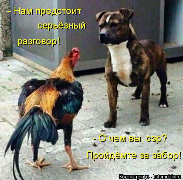 - Нам предстоит серьёзный разговор! - О чем вы, сэр? Пройдёмте за забор!... Котоматрица: - Нам предстоит серьёзный разговор! - О чем вы, сэр? Пройдёмте за забор!