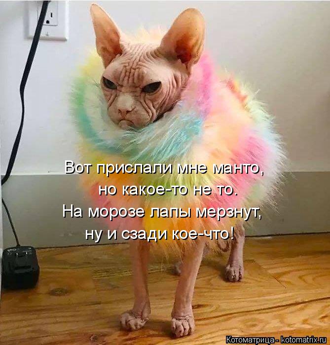 Котоматрица: но какое-то не то. На морозе лапы мерзнут, ну и сзади кое-что! Вот прислали мне манто,