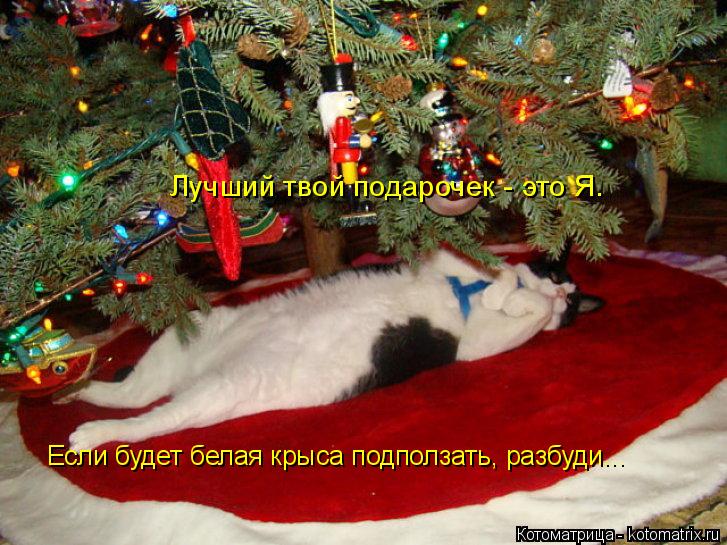 Лучший твой подарочек - это Я. Если будет белая крыса подползать, разбуди...... Котоматрица: Лучший твой подарочек - это Я. Если будет белая крыса подползать, разбуди...