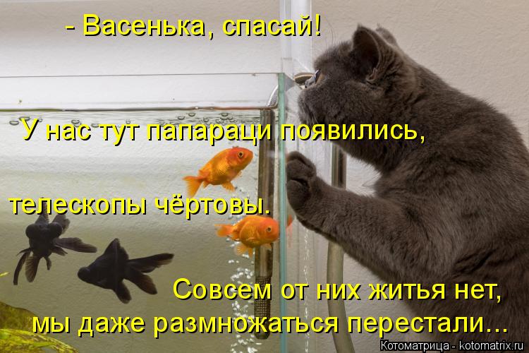 - Васенька, спасай! У нас тут папараци появились, телескопы чёртовы. Совсем от них житья нет, мы даже... Котоматрица: - Васенька, спасай! У нас тут папараци появились, телескопы чёртовы. Совсем от них житья нет, мы даже размножаться перестали...