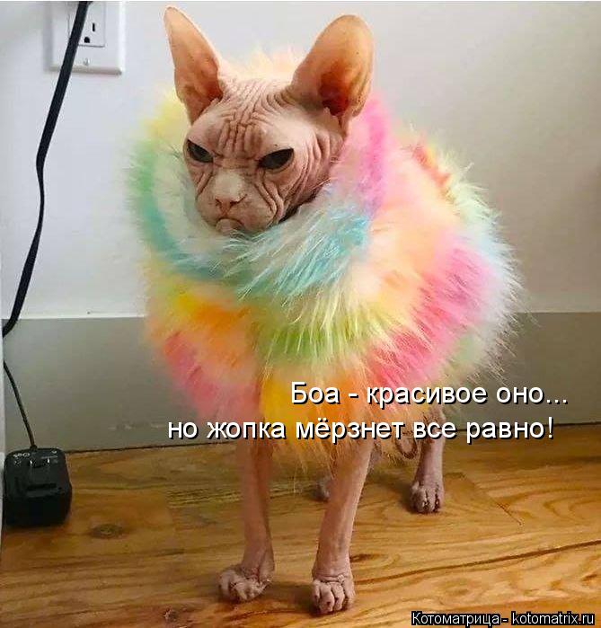 Боа - красивое оно... но жопка мёрзнет все равно!... Котоматрица: Боа - красивое оно... но жопка мёрзнет все равно!