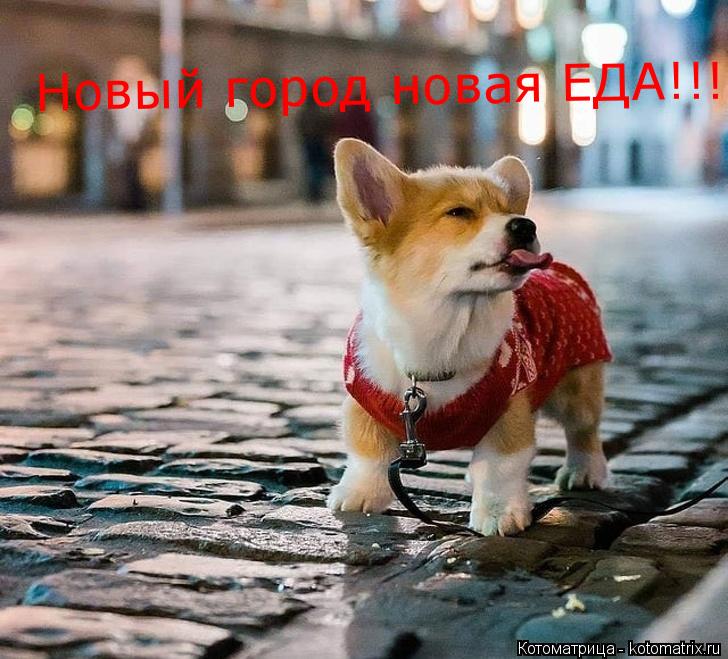 Новый город новая ЕДА!!!!!!!!... Котоматрица: Новый город новая ЕДА!!!!!!!!