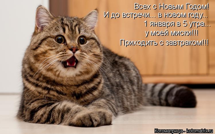 Котоматрица: Всех с Новым Годом! И до встречи... в новом году... 1 января в 5 утра... у моей миски!!!  Приходить с завтраком!!!