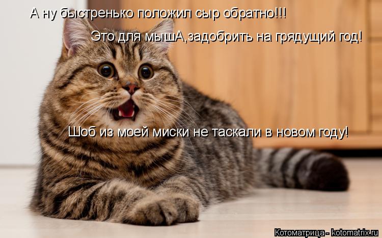 А ну быстренько положил сыр обратно!!! Это для мышА,задобрить на грядущий год! Шоб из моей миски не т... Котоматрица: А ну быстренько положил сыр обратно!!! Это для мышА,задобрить на грядущий год! Шоб из моей миски не таскали в новом году!
