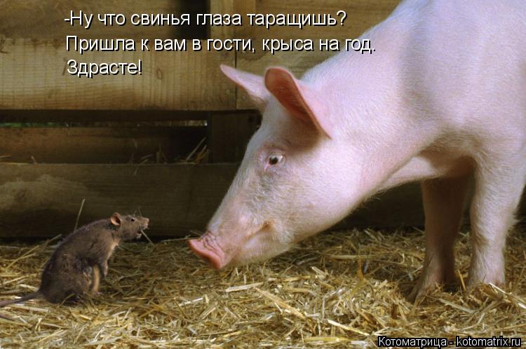 -Ну что свинья глаза таращишь? Пришла к вам в гости, крыса на год. При Здрасте!... Котоматрица: -Ну что свинья глаза таращишь? Пришла к вам в гости, крыса на год. При Здрасте!