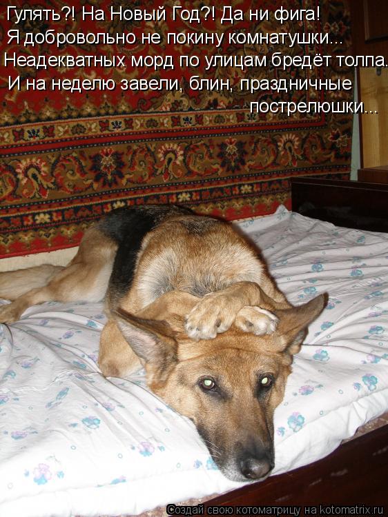 Котоматрица: Я добровольно не покину комнатушки... И на неделю завели, блин, праздничные пострелюшки... Неадекватных морд по улицам бредёт толпа... Гулять?!