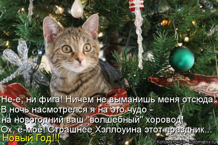 Не-е, ни фига! Ничем не выманишь меня отсюда! В ночь насмотрелся я на это чудо - на новогодний ваш "... Котоматрица: Не-е, ни фига! Ничем не выманишь меня отсюда! В ночь насмотрелся я на это чудо - на новогодний ваш "волшебный" хоровод! Ох, ё-моё! Страшнее Хэлл?
