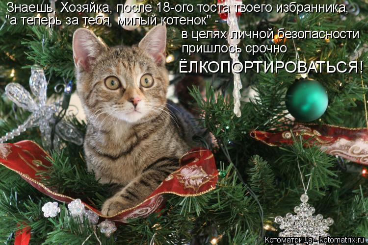 Знаешь, Хозяйка, после 18-ого тоста твоего избранника, "а теперь за тебя, милый котенок" - в целях ли... Котоматрица: Знаешь, Хозяйка, после 18-ого тоста твоего избранника, "а теперь за тебя, милый котенок" - в целях личной безопасности пришлось срочно ЁЛКОПОР?
