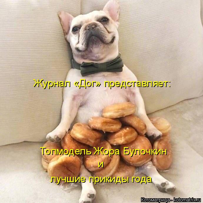 Журнал «Дог» представляет: Топмодель Жора Булочкин и лучшие прикиды года... Котоматрица: Журнал «Дог» представляет: Топмодель Жора Булочкин и лучшие прикиды года