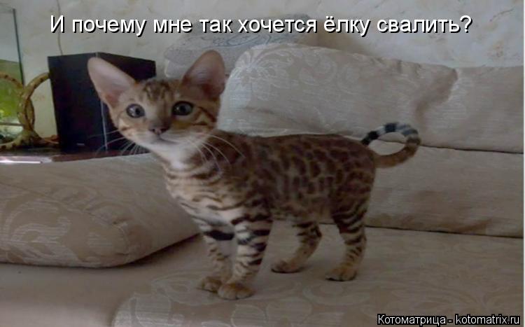 Котоматрица: И почему мне так хочется ёлку свалить?