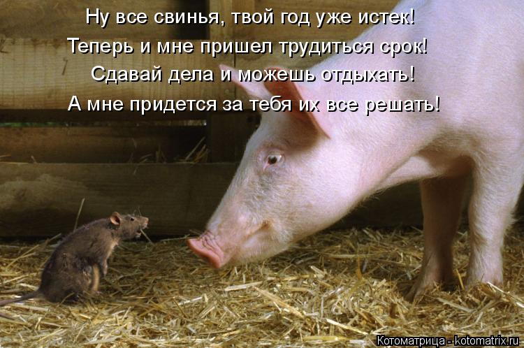 Ну все свинья, твой год уже истек! Сдавай дела и можешь отдыхать! А мне придется за тебя их все решат... Котоматрица: Ну все свинья, твой год уже истек! Сдавай дела и можешь отдыхать! А мне придется за тебя их все решать! Теперь и мне пришел трудиться срок!
