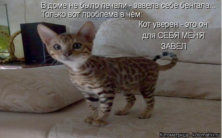 Котоматрица: В доме не было печали - завела себе бенгала... Только вот проблема в чём: Кот уверен - это он для СЕБЯ МЕНЯ ЗАВЁЛ