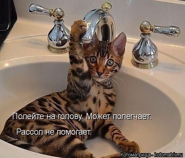 Котоматрица: Полейте на голову. Может полегчает. Рассол не помогает.