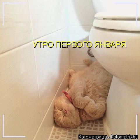 Котоматрица: УТРО ПЕРВОГО ЯНВАРЯ