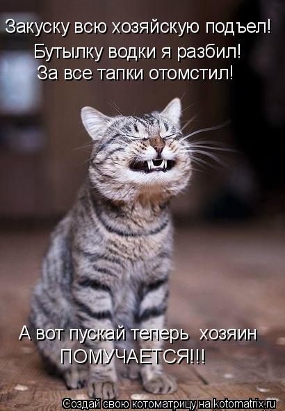 Закуску всю хозяйскую подъел! Бутылку водки я разбил! За все тапки отомстил! А вот пускай теперь хоз... Котоматрица: Закуску всю хозяйскую подъел! Бутылку водки я разбил! За все тапки отомстил! А вот пускай теперь хозяин ПОМУЧАЕТСЯ!!!