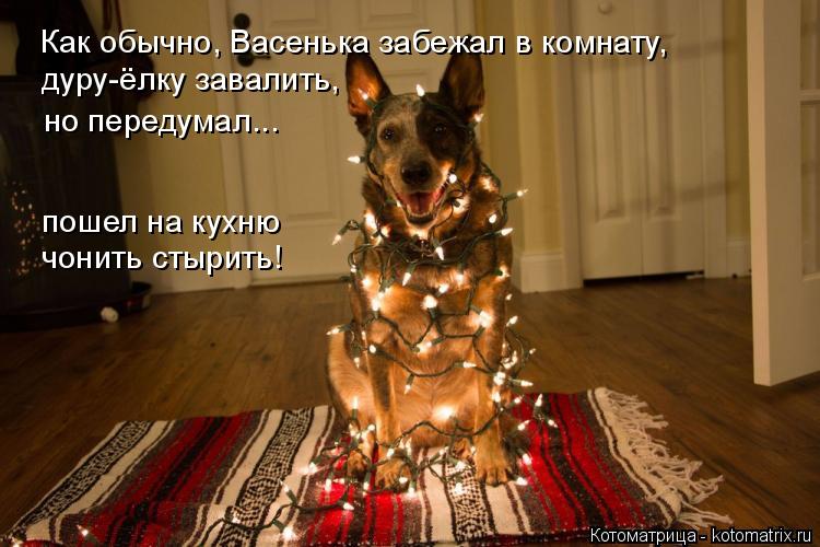 Котоматрица: Как обычно, Васенька забежал в комнату,  дуру-ёлку завалить, но передумал... пошел на кухню  чонить стырить!