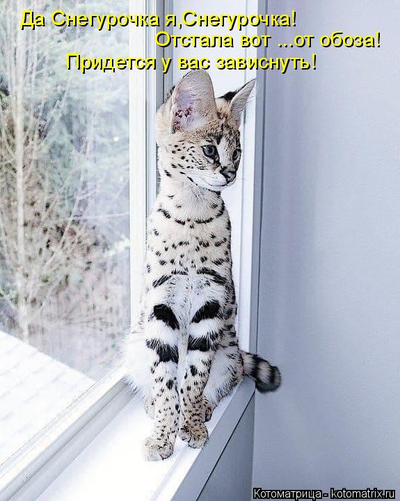 Котоматрица: Да Снегурочка я,Снегурочка! Отстала вот ...от обоза! Придется у вас зависнуть!
