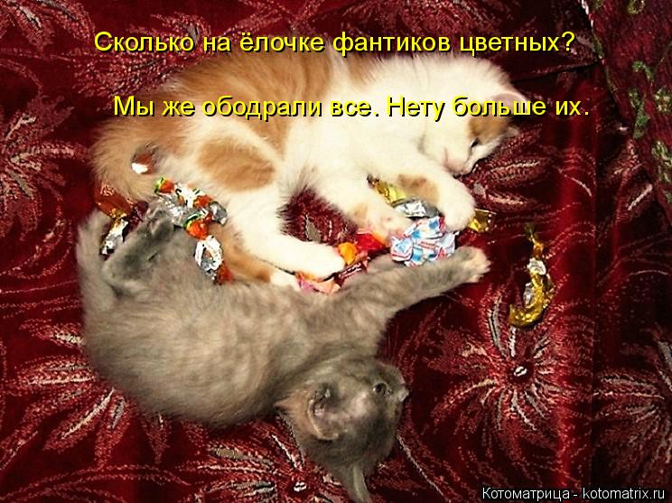 Сколько на ёлочке фантиков цветных? Мы же ободрали все. Нету больше их.... Котоматрица: Сколько на ёлочке фантиков цветных? Мы же ободрали все. Нету больше их.