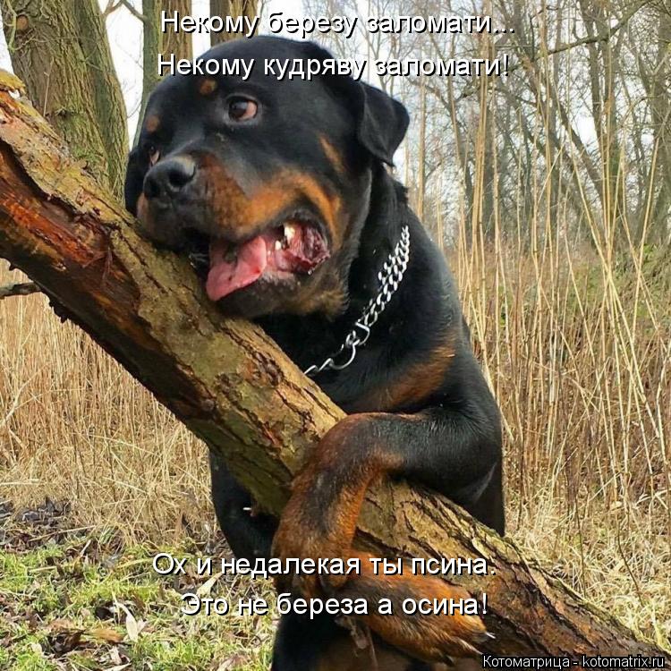 Некому березу заломати... Некому кудряву заломати! Ох и недалекая ты псина. Это не береза а осина!... Котоматрица: Некому березу заломати... Некому кудряву заломати! Ох и недалекая ты псина. Это не береза а осина!