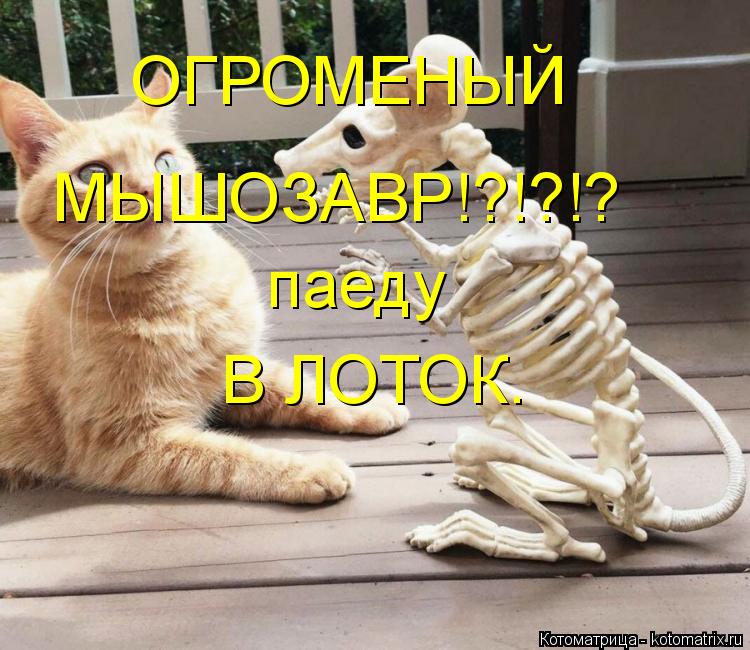 Котоматрица: ОГРОМЕНЫЙ МЫШОЗАВР!?!?!? паеду В ЛОТОК.