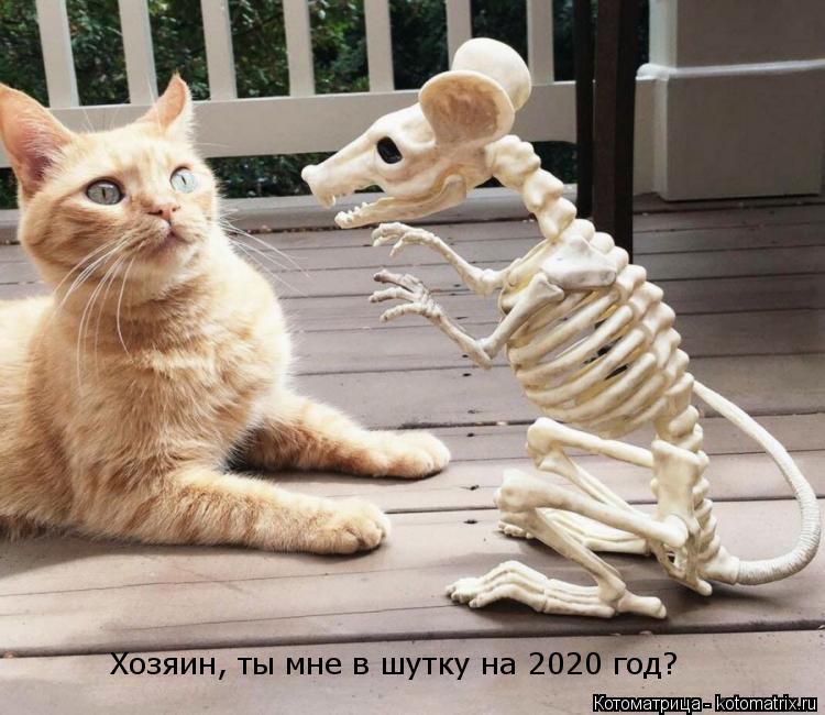 Хозяин, ты мне в шутку на 2020 год?... Котоматрица: Хозяин, ты мне в шутку на 2020 год?