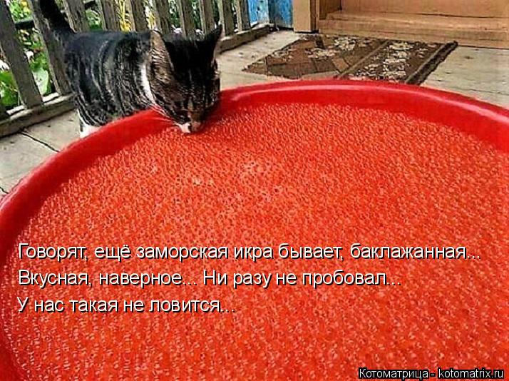 Говорят, ещё заморская икра бывает, баклажанная... Вкусная, наверное... Ни разу не пробовал... У нас ... Котоматрица: Говорят, ещё заморская икра бывает, баклажанная... Вкусная, наверное... Ни разу не пробовал... У нас такая не ловится...