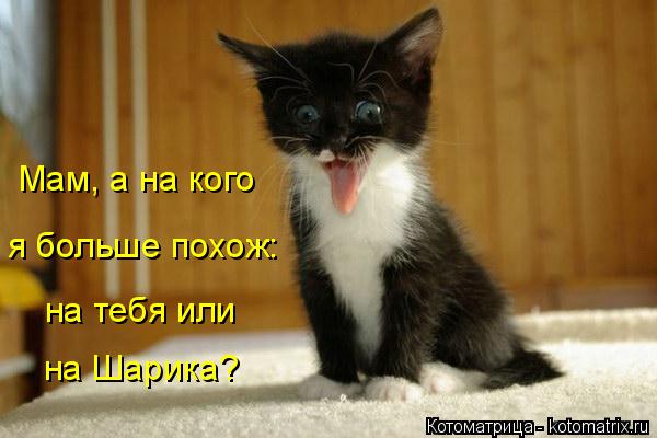 Мам, а на кого я больше похож: на тебя или на Шарика?... Котоматрица: Мам, а на кого я больше похож: на тебя или на Шарика?