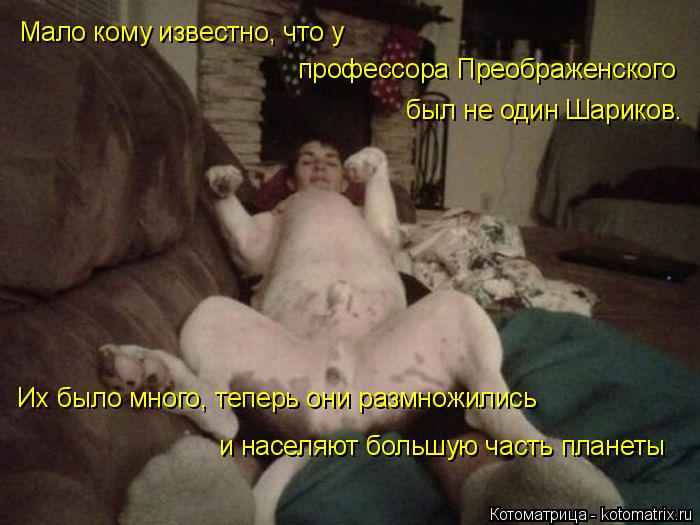 Мало кому известно, что у профессора Преображенского был не один Шариков. Их было много, теперь они ... Котоматрица: Мало кому известно, что у профессора Преображенского был не один Шариков. Их было много, теперь они размножились и населяют большую часть п