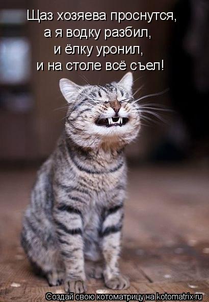 Щаз хозяева проснутся, а я водку разбил, и ёлку уронил, и на столе всё съел!... Котоматрица: Щаз хозяева проснутся, а я водку разбил, и ёлку уронил, и на столе всё съел!