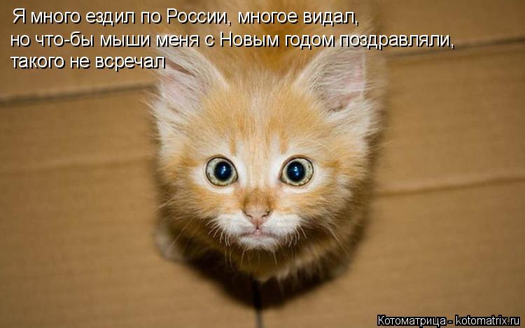 Я много ездил по России, многое видал, но что-бы мыши меня с Новым годом поздравляли, такого не вср... Котоматрица: Я много ездил по России, многое видал, но что-бы мыши меня с Новым годом поздравляли, такого не всречал такого не всречал