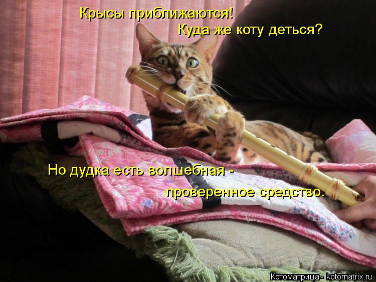 Котоматрица: Крысы приближаются! Куда же коту деться? Но дудка есть волшебная -  проверенное средство.