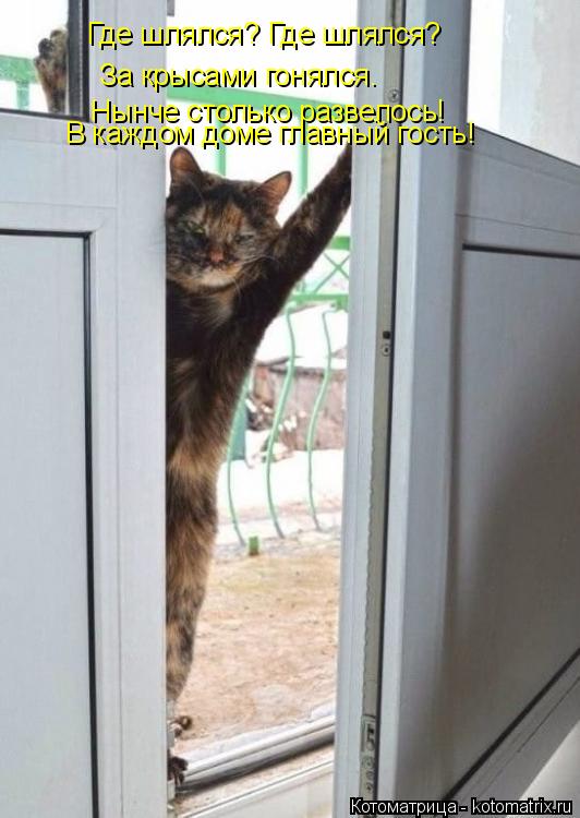 Где шлялся? Где шлялся? За крысами гонялся. Нынче столько развелось! В каждом доме главный гость!... Котоматрица: Где шлялся? Где шлялся? За крысами гонялся. Нынче столько развелось! В каждом доме главный гость!