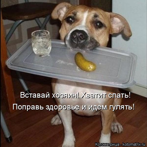 Вставай хозяин! Хватит спать! Поправь здоровье и идем гулять!... Котоматрица: Вставай хозяин! Хватит спать! Поправь здоровье и идем гулять!