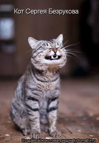 Кот Сергея Безрукова... Котоматрица: Кот Сергея Безрукова