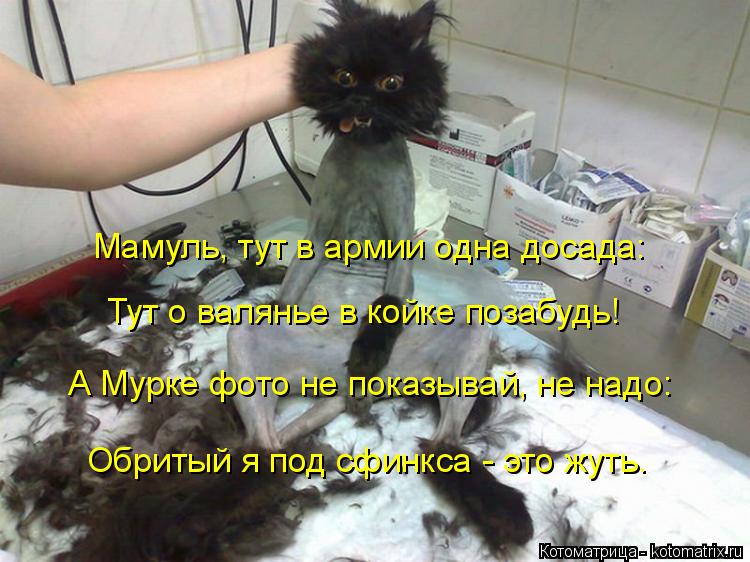 Котоматрица: Мамуль, тут в армии одна досада: Тут о валянье в койке позабудь! А Мурке фото не показывай, не надо: Обритый я под сфинкса - это жуть.