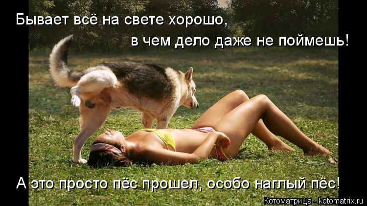 Котоматрица: Бывает всё на свете хорошо, в чем дело даже не поймешь! А это просто пёс прошел, особо наглый пёс!