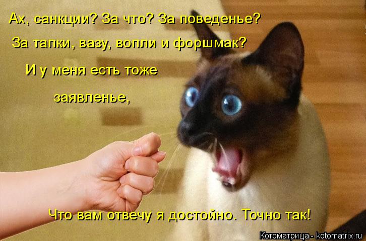 Котоматрица: Ах, санкции? За что? За поведенье? За тапки, вазу, вопли и форшмак? И у меня есть тоже заявленье, Что вам отвечу я достойно. Точно так!