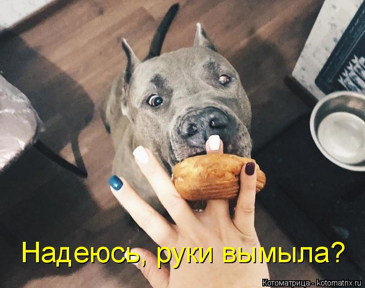 Котоматрица: Надеюсь, руки вымыла?